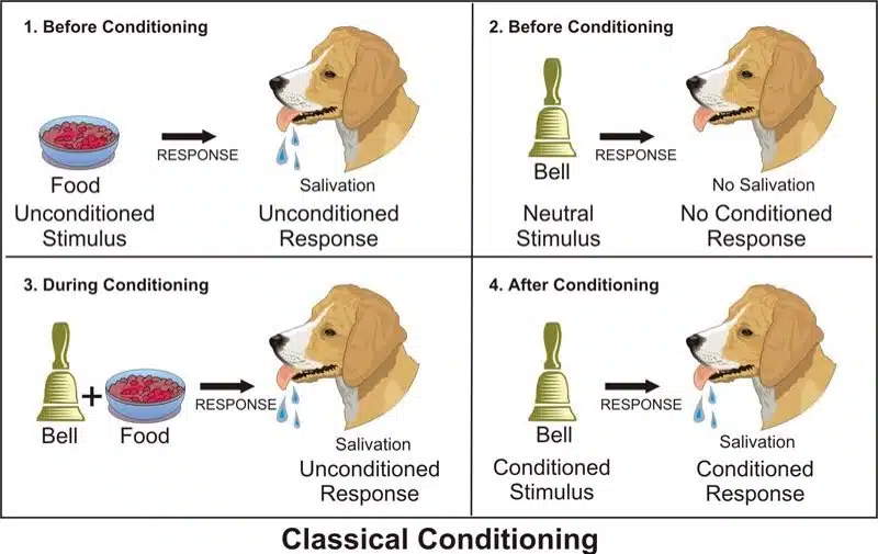 classical conditioning